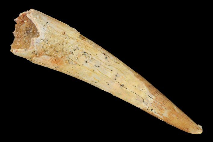 Fossil Pterosaur (Siroccopteryx) Tooth - Morocco #145776